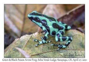 Green-and-black Poison Arrow Frog