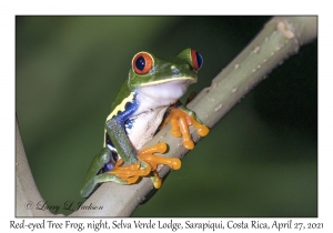 Red-eyed Tree Frog, night
