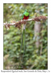 Resplendent Quetzal male