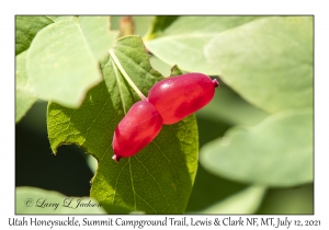 Utah Honeysuckle berries