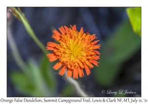 Orange False Dandelion