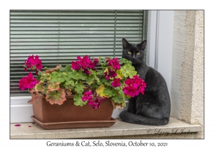 Geraniums & Cat