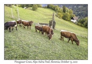 Pinzgauer Cows