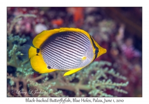 Black-backed Butterflyfish