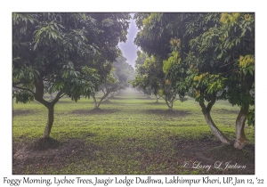 Lychee Trees