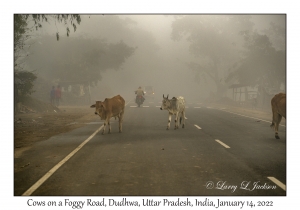 Cows on a Foggy Road