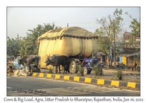 Cows & Oversize Load