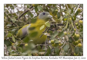 Yellow-footed Green Pigeon eating Ziziphus Berries