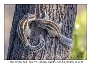 Three-striped Palm Squirrel