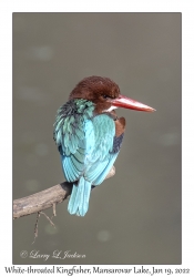 White-throated Kingfisher