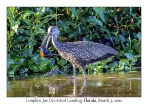 Limpkin with snail
