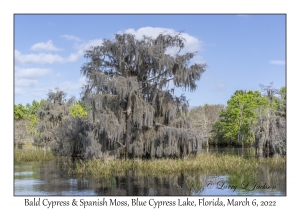 Bald Cypress with Spanish Moss