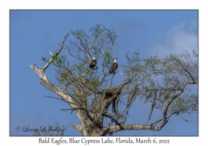 Bald Eagles & nest