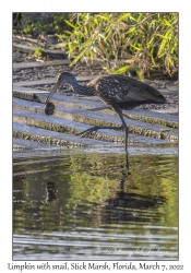 Limpkin with snail