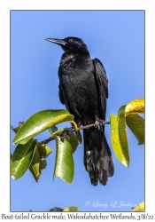 Boat-tailed Grackle
