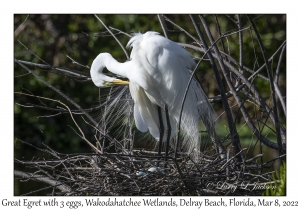 Great Egret with three eggs