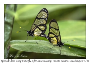 Spotted Glass Wing Butterfly