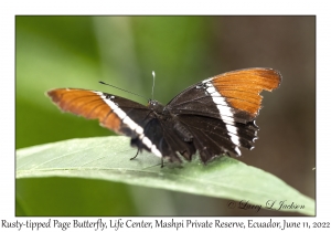 Rusty-tipped Page Butterfly
