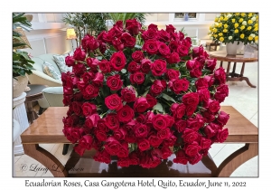 Ecuadorian Roses