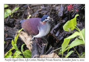 Purple Quail-Dove
