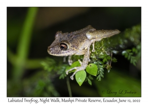 Labiated Treefrog