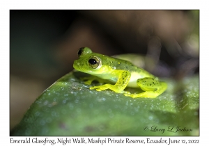 Emerald Glassfrog