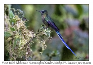 Violet-tailed Sylph male