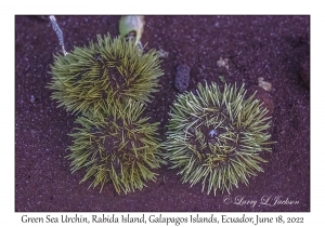 Green Sea Urchins