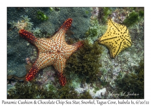 Panamic Cushion Star & Chocolate Chip Sea Star
