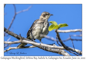 Galapagos Mockingbird
