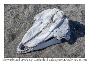 Pilot Whale Skull