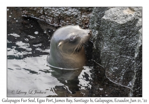 Galapagos Fur Seal