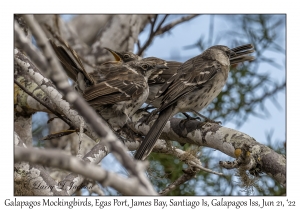 Galapagos Mockingbirds