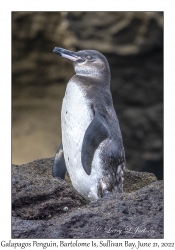 Galapagos Penguin juvenile
