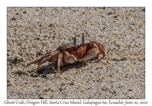 Ghost Crab