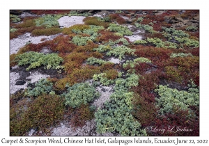 Galapagos Carpetweed & Scorpion Weed