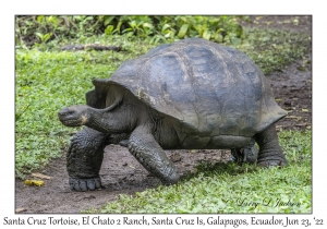Santa Cruz Tortoise