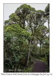 Scalesia Tree trail