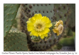 Giant Prickly Pear Cactus Flower