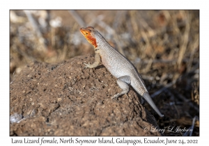 Lava Lizard female