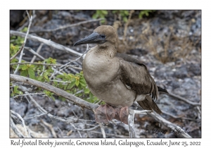 Red-footed Booby juvenile