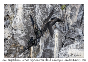 Great Frigatebird males