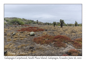 Galapagos Carpetweed
