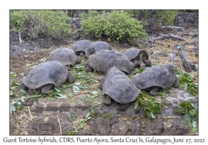 Galapagos Giant Tortoise hybrids