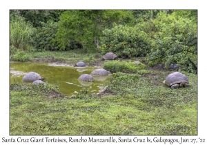 Santa Cruz Tortoises
