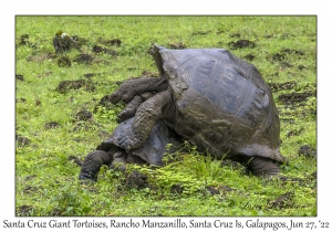 Santa Cruz Giant Tortoises