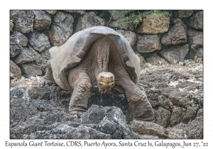 Espanola Giant Tortoise