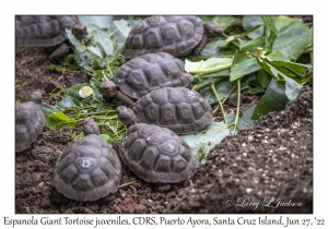Espanola Giant Tortoise juveniles