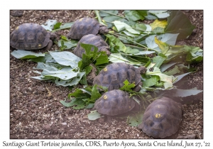 Santiago Giant Tortoise juveniles