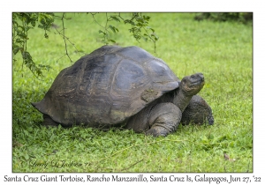 Santa Cruz Giant Tortoise
